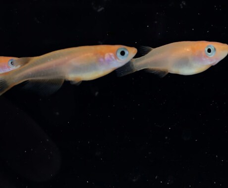 あなたのメダカに対する疑問にお答えします メダカの研究をしている大学院生が真摯にお答えします！！ イメージ2