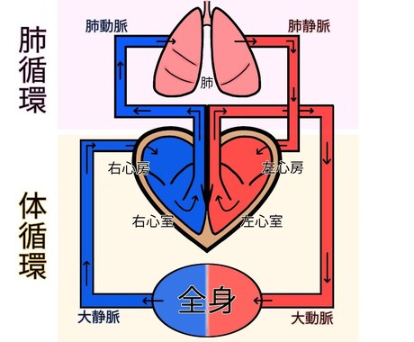 説明図、絵柄、描きます 解剖学、生理学、体についてのイラスト承ります！ イメージ2