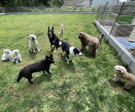 現役犬の訓練士が愛犬のお悩み相談にのります メリハリのある訓練でわかりやすい学習を。 イメージ2