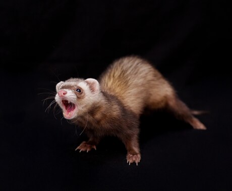 ペットの可愛い姿を残します 日常から記念日まで幅広くお任せください！ イメージ2