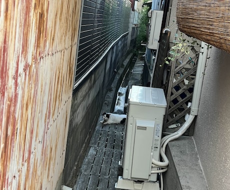 猫探偵のプロが迷子猫・脱走猫の相談に乗ります 猫探偵の捜索経験から、迷子猫・脱走猫のお悩みにお答えします イメージ2