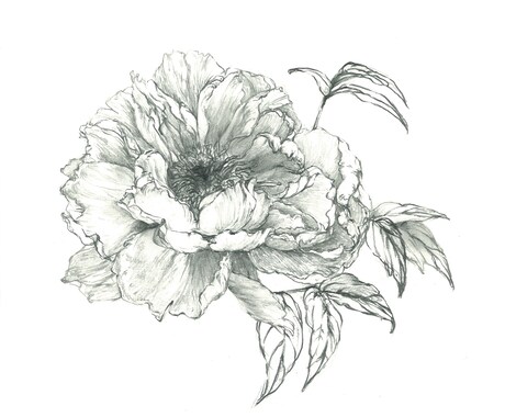 動植物・抽象模様の挿絵やイラストを描きます プロアーティストがあなたにお洒落に目を引くイラストを描きます イメージ2