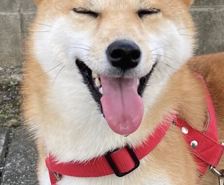 犬の飼い主同士の会話をします 飼い主同士の悩み事や面白い出来事について沢山お話し！ イメージ1