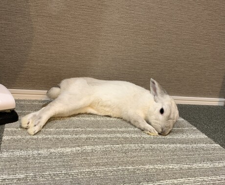 うさぎの飼い方教えます 意外と大変なうさぎの飼育方法やエサについてなどご相談ください イメージ1