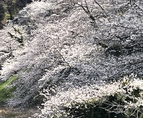 シニアの皆さまのお話しをしっかりお聞きします 口下手なので、お聞きする事だけは得意です。 イメージ2