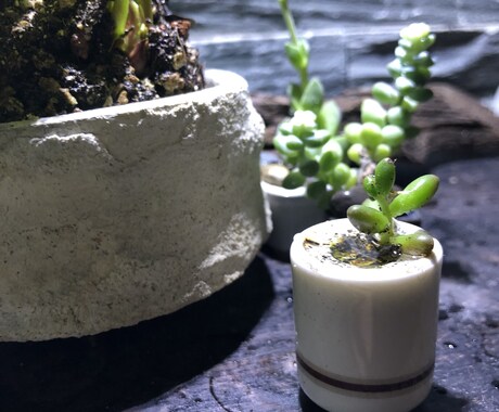 多肉の寄せ植え教えます プレゼントにもぴったりの多肉を寄せ植えしませんか！ イメージ2