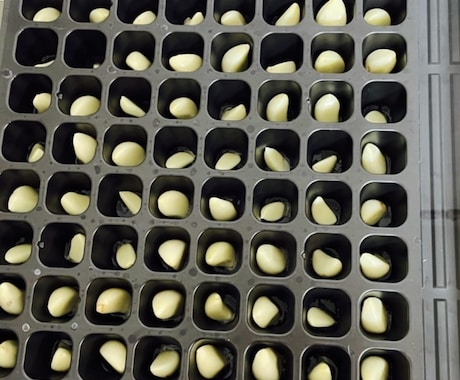 在宅で【農産物副業】を始めるノウハウ教えます 在宅で手間が比較的かからない。ニンニクスプラウトを始める。 イメージ2