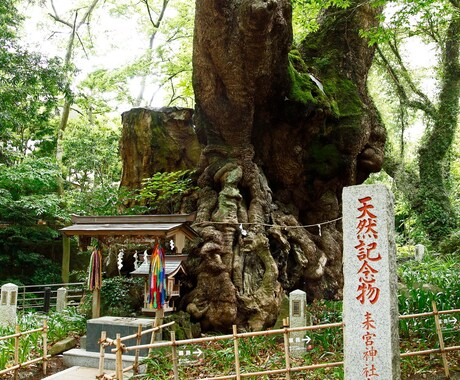 国内屈指のパワースポット來宮神社へ参拝代理致します 《心願成就・健康長寿》本州１位の巨樹を１周しご祈願致します！ イメージ2