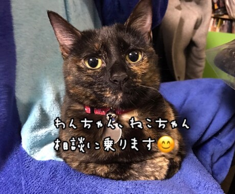 わんちゃん、ねこちゃんの相談乗ります 動物看護師がわんちゃん、ねこちゃんのお悩み相談乗ります！ イメージ1