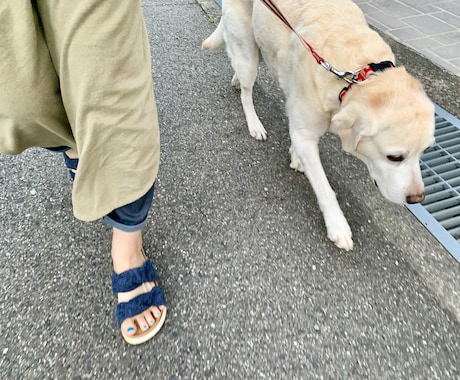 愛犬のお困りごとを性格や状況などから解決いたします あなたの褒め方や、やり方は本当に愛犬と合っていますか? イメージ1