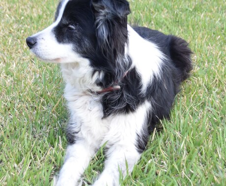 犬の飼い方相談承ります ドッグトレーナー、トリマーとしての観点からアドバイス！ イメージ1