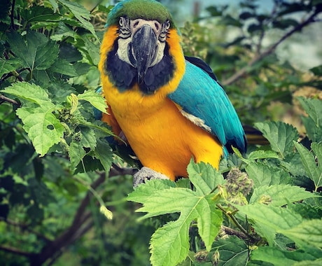 鳥のフライトトレーニングに関するご相談お受けします 鳥との生活をもっと楽しみたい方へ イメージ1