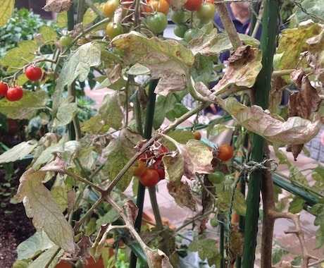 お野菜が上手に育たない理由と対策を教えます 野菜作りに失敗してがっかりしている方をお助けします！ イメージ2