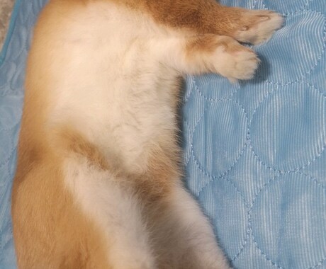 うさぎの写真提供します 可愛いうさぎさんの写真提供します！ イメージ2