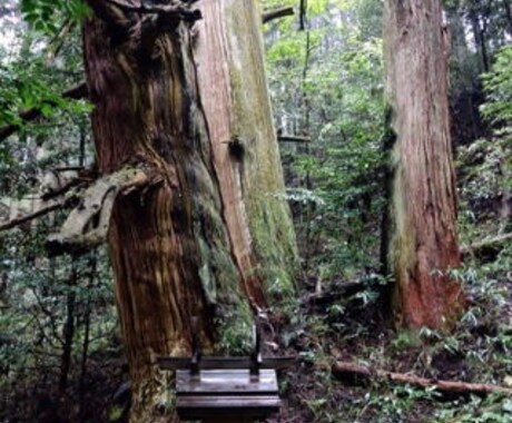ばあばあの易占い「時の声」をお届けします 迷ったときは「時の声」メッセージに耳を傾けてみませんか。 イメージ2