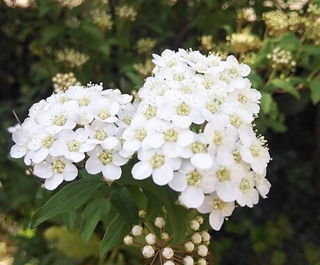 今のあなたの魅力を伝えるお花をお選びします 魅力を表すお花＆高次元のメッセージ＆未来を変えるセッション イメージ2