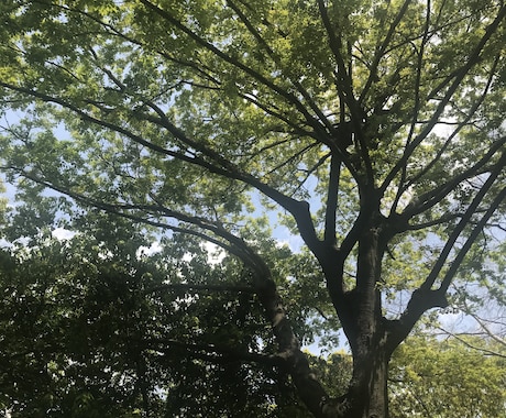 タロットメッセージをトークルームにてお伝えします あなたの日々に光明が差すことを祈り、お伝え致します。 イメージ2