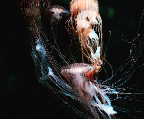 写真補正、画像補正、画像加工全般致します 写真の加工に関してはお任せください！ イメージ1