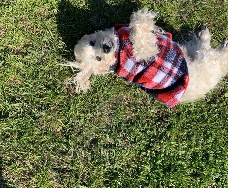 犬の何でも相談を承ります ２０年たくさんの犬と深く携わってきました何でもご相談ください イメージ2
