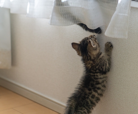 猫ちゃんに関する相談にのります 猫を飼いたい！という方、猫がするしぐさへの疑問や相談など イメージ2