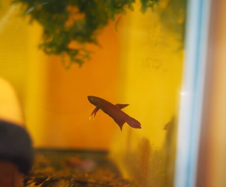 熱帯魚の飼育の相談お受けします 観賞魚の飼育に関する問題の具体的解決案を提案します！ イメージ2