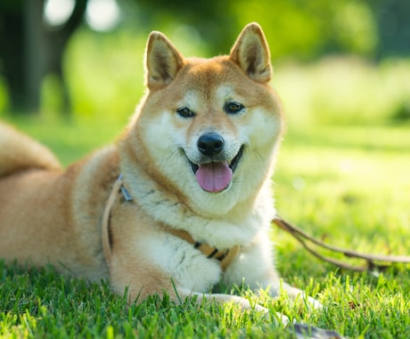 犬・猫・ペットの自然な写真を撮影します ペットと家族が過ごす時間をプロクオリティで残しませんか？ イメージ1