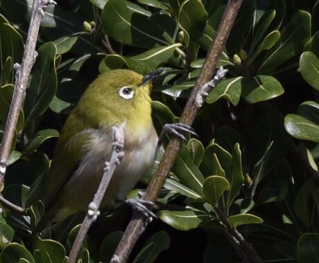 一枚250円であなたが求める写真、提供します 風景写真、鳥、などなど欲しい方リクエストにも応じます！ イメージ1
