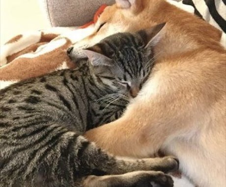 ペットのお悩みにお答えします ペットちゃんの問題行動など何でもご相談下さい イメージ1