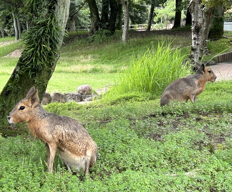 動物園の写真　【先着5名】　5→10枚提供します 商用利用OK！掲載写真全て、各種画像・動画に使えます！ イメージ2
