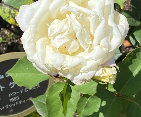 Twitterで紹介した写真を収録して販売します 「Rose Garden」薔薇の花100選 イメージ2