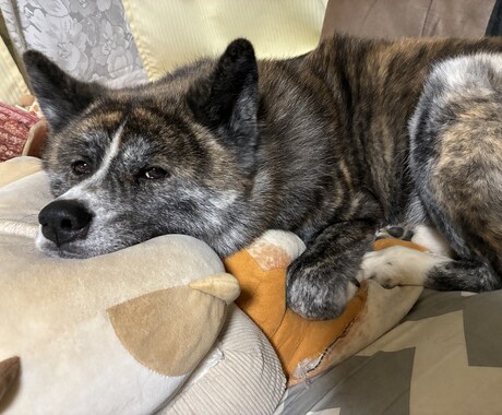 ペット介護士と、大型犬と一緒に、お散歩できます ペット介護士と一緒に『秋田犬』とお散歩しましょう イメージ1