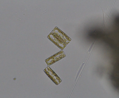 プランクトンの顕微鏡写真を提供します 元生物教師がミジンコやボルボックスの綺麗な写真を撮りました イメージ2