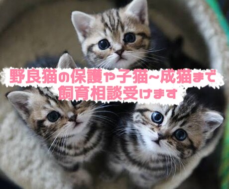野良猫の保護や子猫~成猫まで１週間飼育相談受けます 目の開いていない子猫の保護経験があります。成猫2匹・子猫5匹 イメージ1