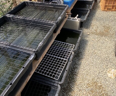 ペットショップ店員がメダカの飼育お答えします 飼育について、夏、冬、季節の飼育、繁殖、稚魚管理、商品など イメージ2