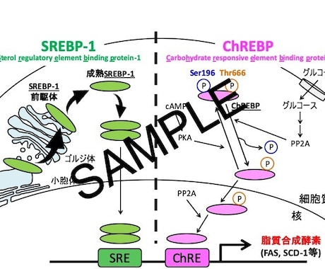 医療・科学系の資料作成をお手伝いします 目指せ最優秀発表賞！！受賞経験者がお手伝いします。 イメージ1