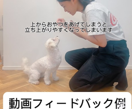 愛犬との暮らしを楽にする提案します 思い悩んでしまう前に一度相談しませんか？ イメージ2