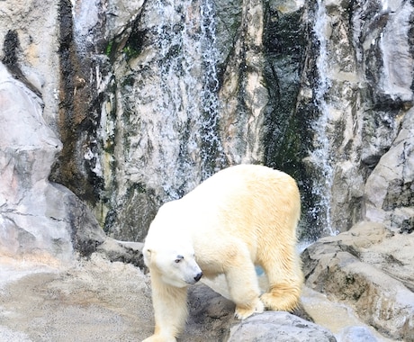 動物写真がうまくなりたい方へ教えます 基本的なカメラの設定をレクチャーします イメージ1