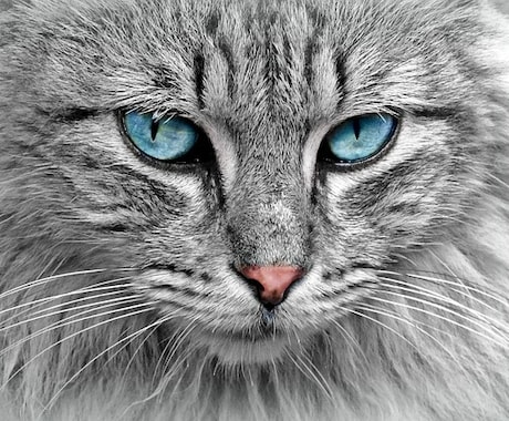 猫ちゃんに次世代の量子レイキヒーリングを施術します 猫専門。飼い主様と一緒に施術するオプションもあり イメージ1