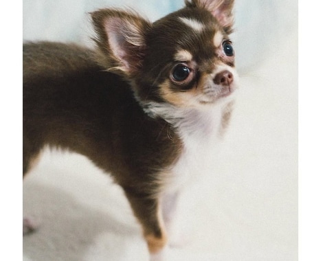 ペットの写真を撮影します ペットの今をかわいく、かっこよく写真に残します イメージ1