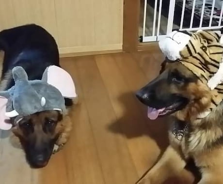 愛犬の成長過程のお悩みアドバイスします 初めて犬を家族としてお迎えされた方。☆★プロがサポート☆★ イメージ2