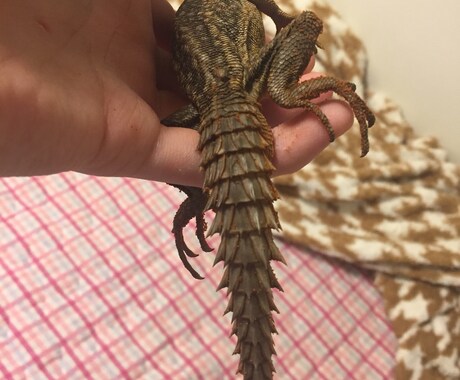 飼い方の載ってない虫や爬虫類の飼い方教えます ネットで探しても無いような虫や爬虫類その他諸々の飼育など！ イメージ1
