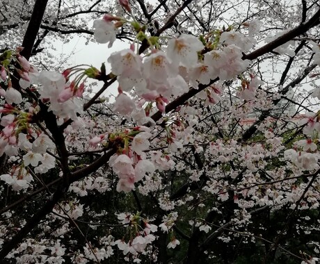 数秘術で占います 数秘術であなた自身気づいてください イメージ1