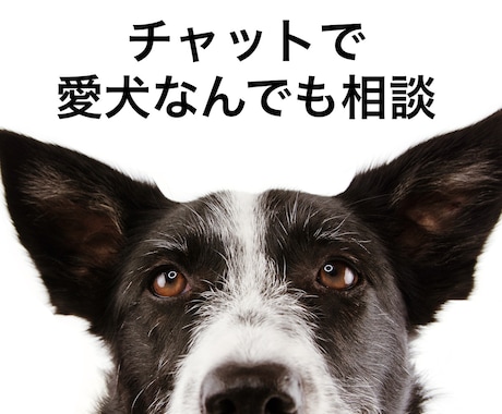 チャットで愛犬のことなんでも相談に乗ります 「愛犬にとっての幸せ」って何でしょう？ イメージ1