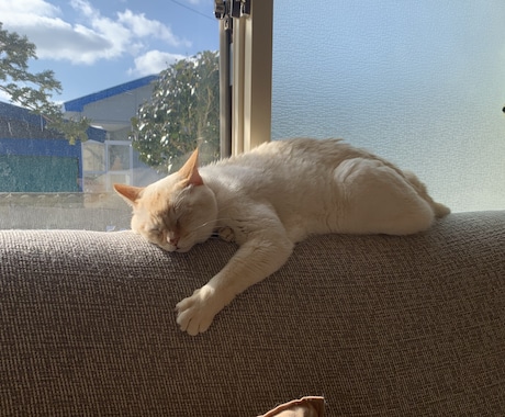 猫の悩み聞きます ご家族で野良猫に入れ込んでいて手に負えない方必見 イメージ1