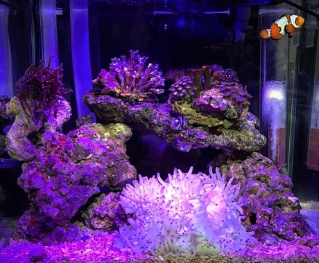 海水水槽、サンゴの飼育の初めての方、教えます 海水魚のお悩み相談⭐︎ネットに書いてない事もサポート！ イメージ1