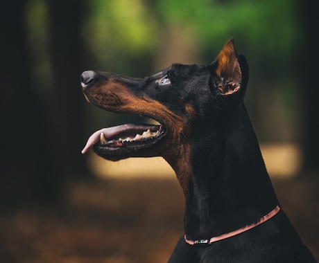 思い出を形に残すペット撮影致します プロ品質で愛犬・愛猫の一瞬を美しく イメージ2