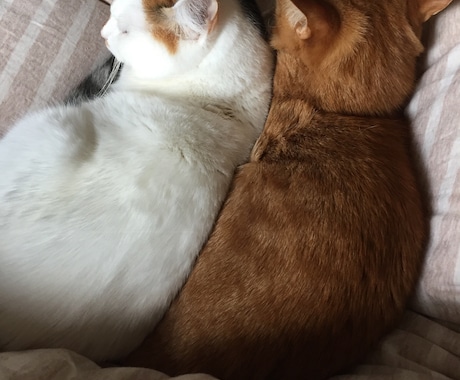 あなたの「短所」を「長所」に変換します あなたのそのままがいい！幸せを引き出すお手伝いをします！ イメージ1