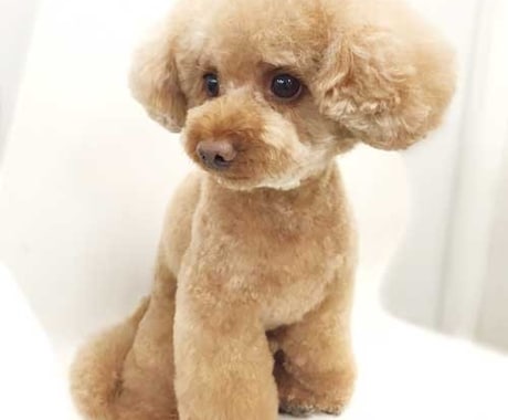 愛犬に似合うカット考えます どんなカットにしようか悩んでいる方へ！！ イメージ1