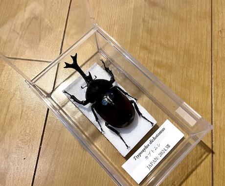 思い出の昆虫標本製作します 思い出の個体など形に残しませんか イメージ2