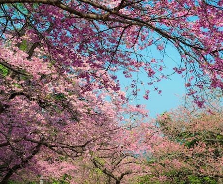 桜の写真を提供いたします 沖縄に咲く桜（ソメイヨシノ）と空のコラボレーション イメージ2